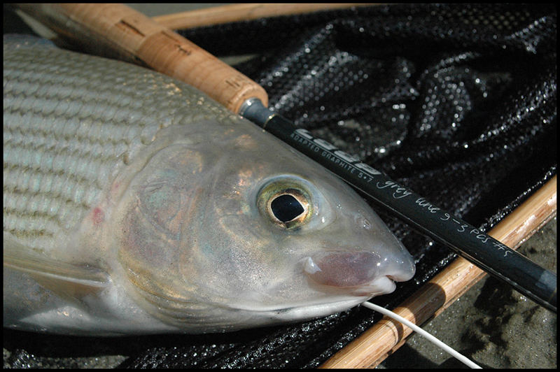 Freshwater Bonefish...