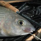 Freshwater Bonefish...