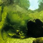 Freshwater brook in Upper Austria