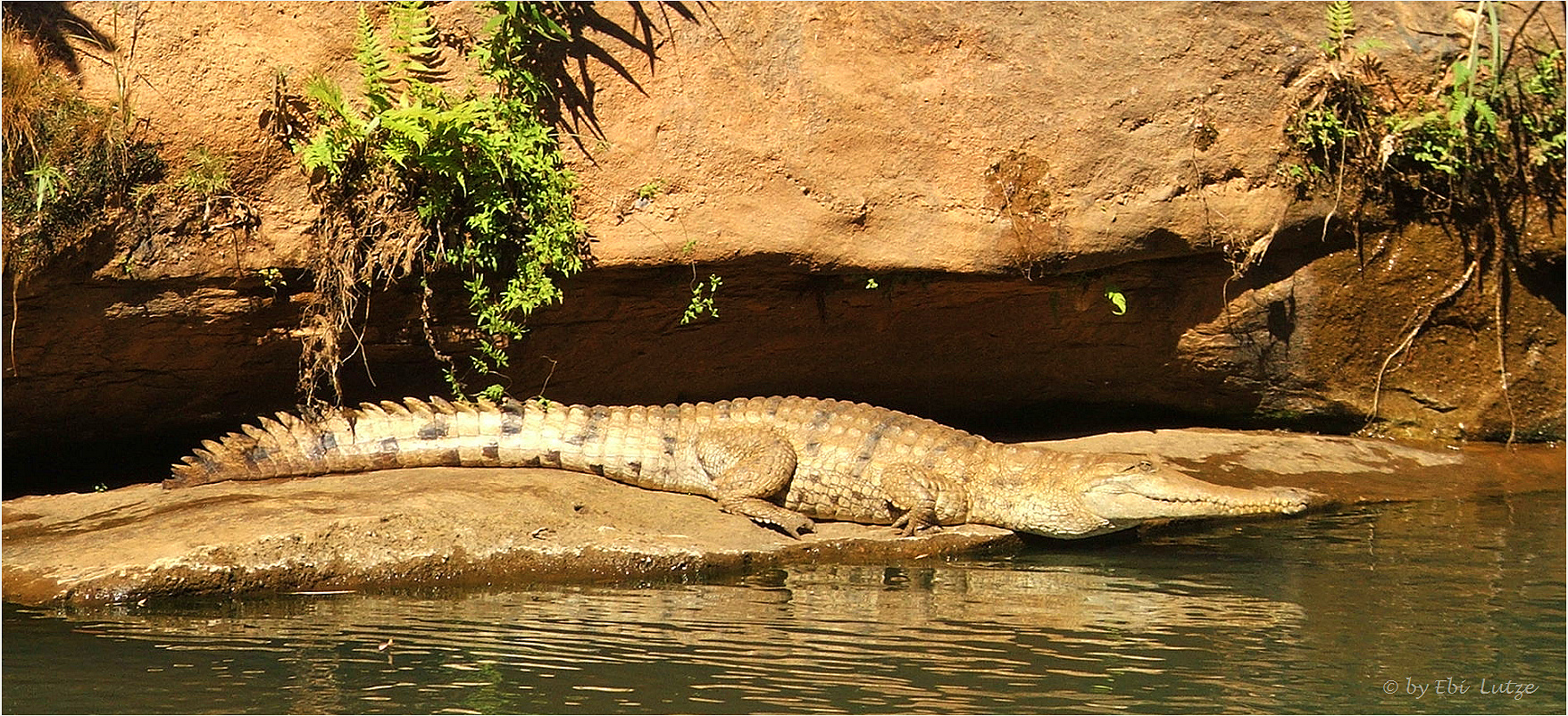 *** Freshwater Crock at Cobbold Gorge ***