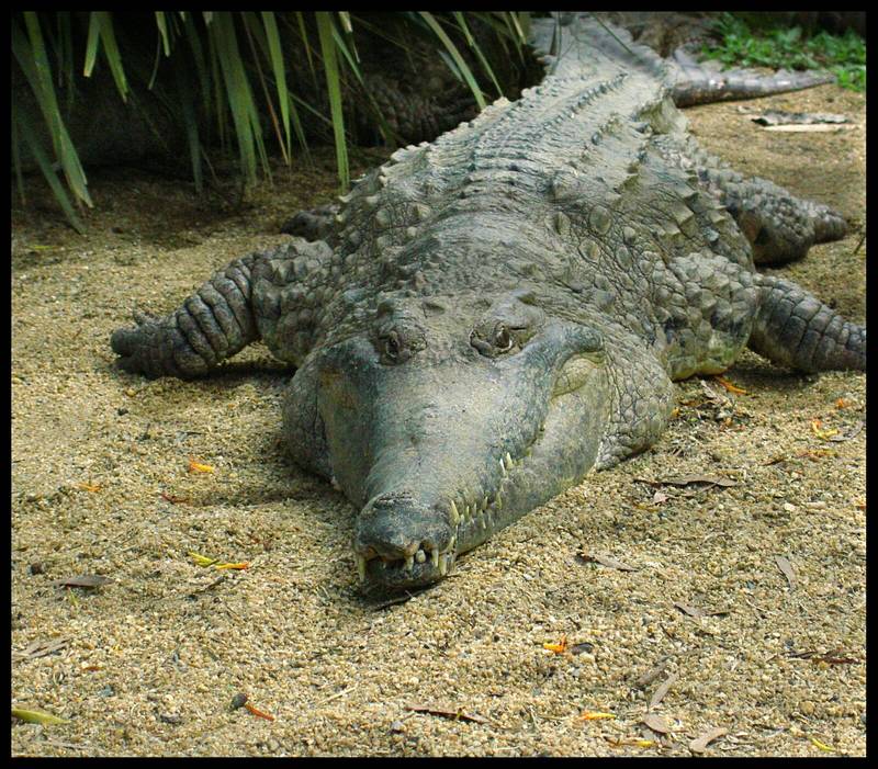 Freshwater Crocodile