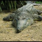 Freshwater Crocodile