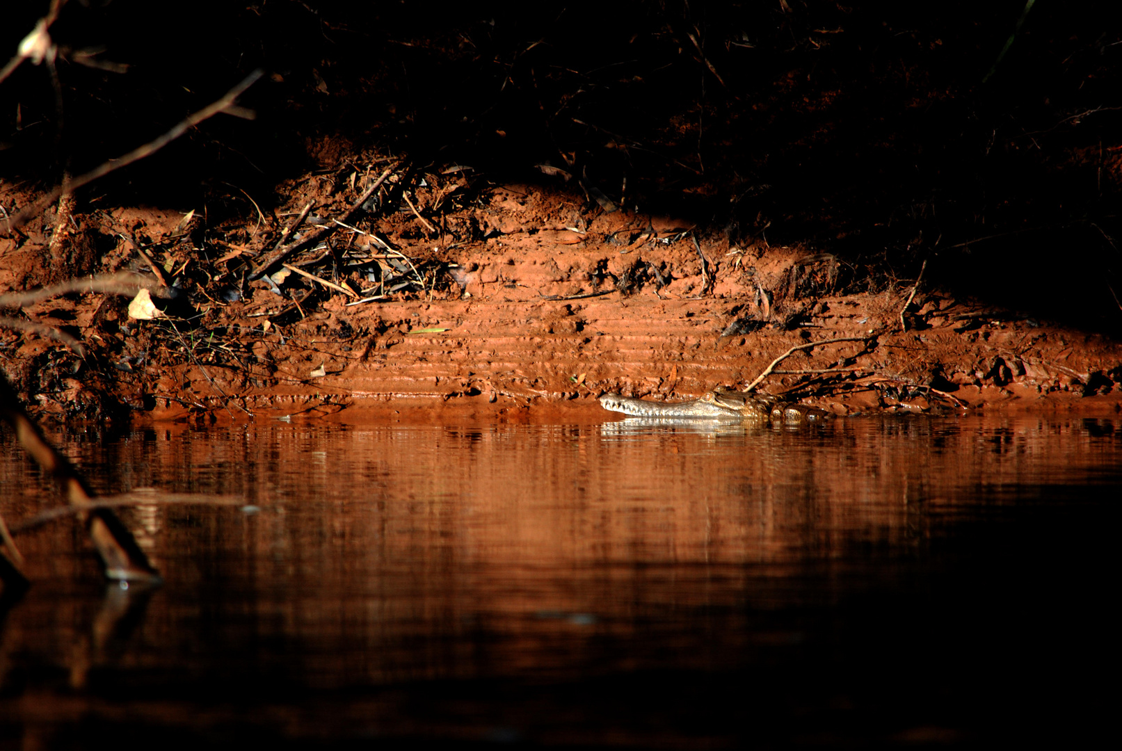 Freshwater Crocodile, Katherine River