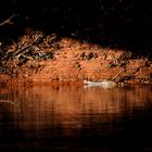 Freshwater Crocodile, Katherine River