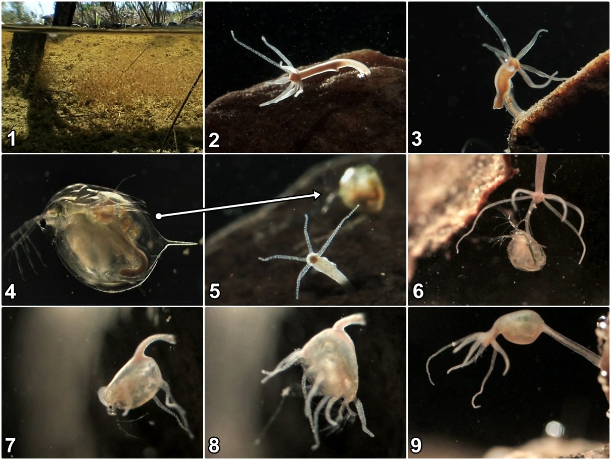 Freshwater Hydra bei der Jagd