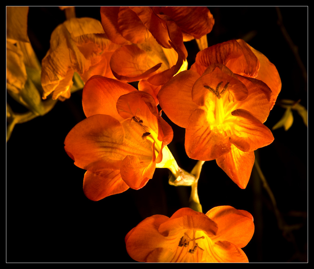 Fresien Foto & Bild pflanzen, pilze & flechten, blüten