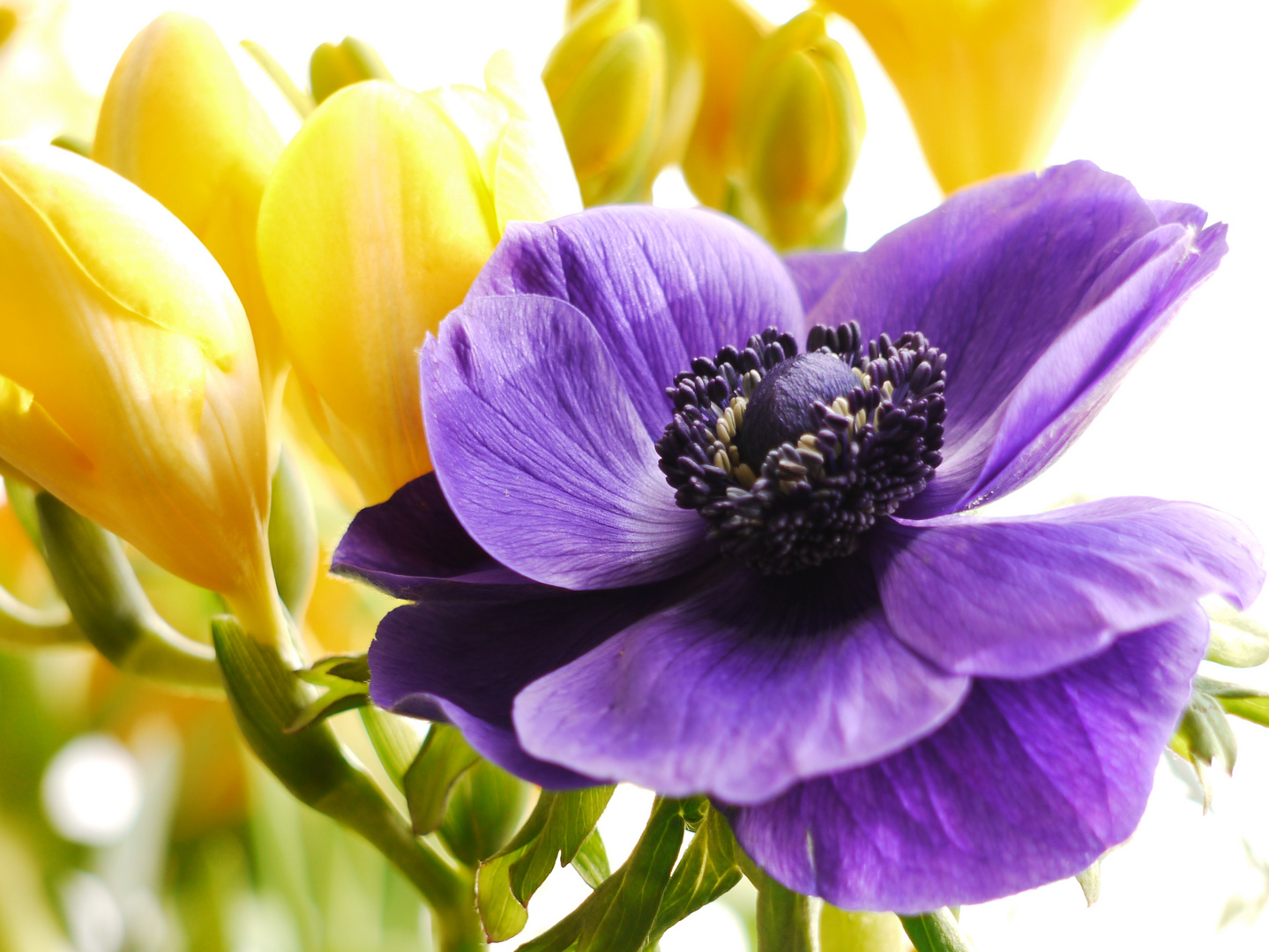 Fresien und Anemone