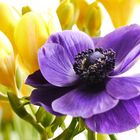 Fresien und Anemone