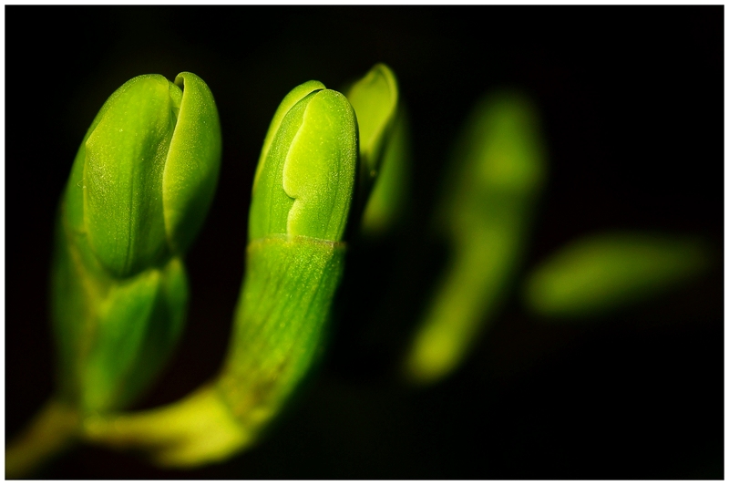 Fresien vor der Blüte