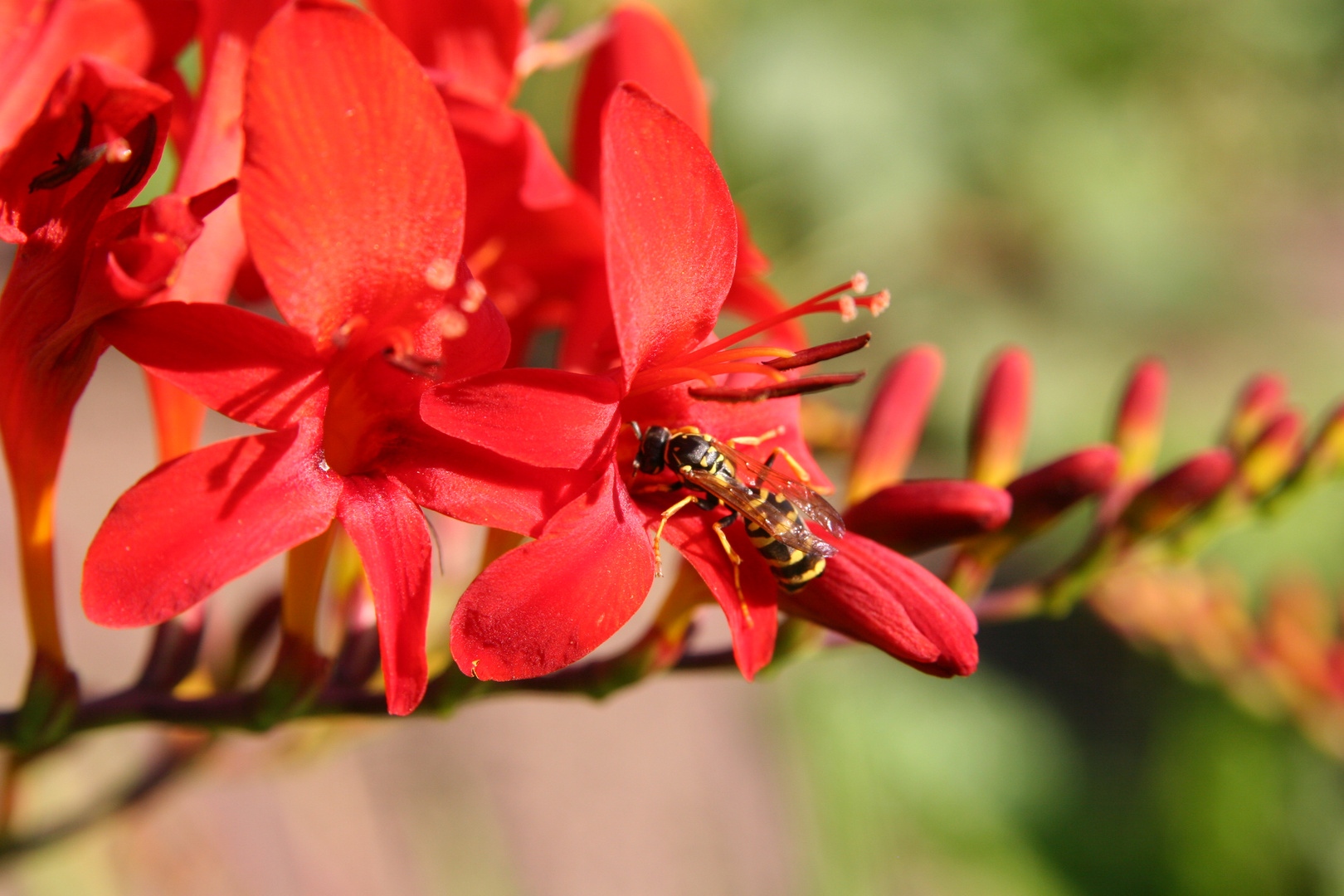 Fresienbesuch