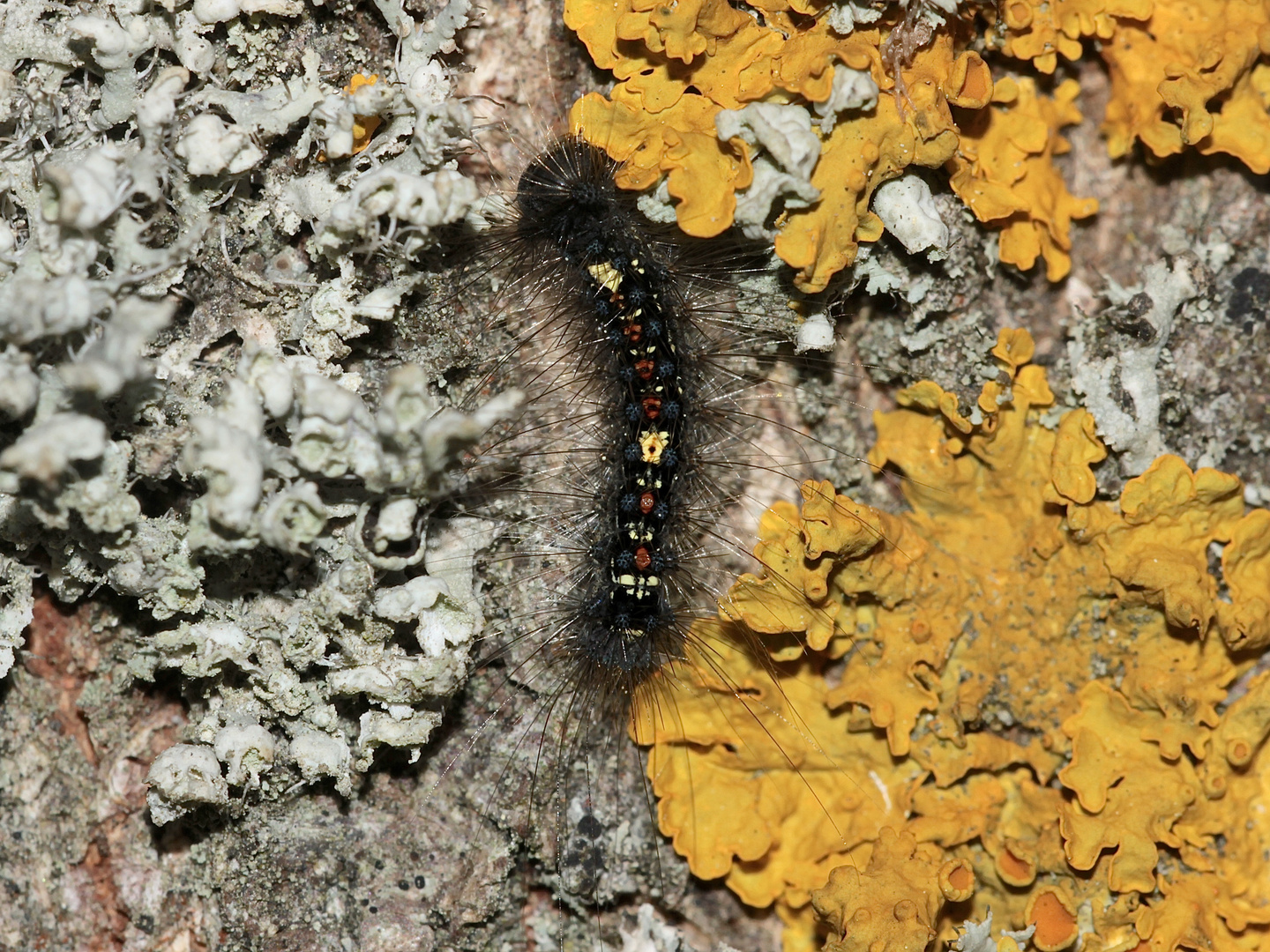 "Fresse ich jetzt an Xanthoria parietina oder an Physcia adscendens?" ...