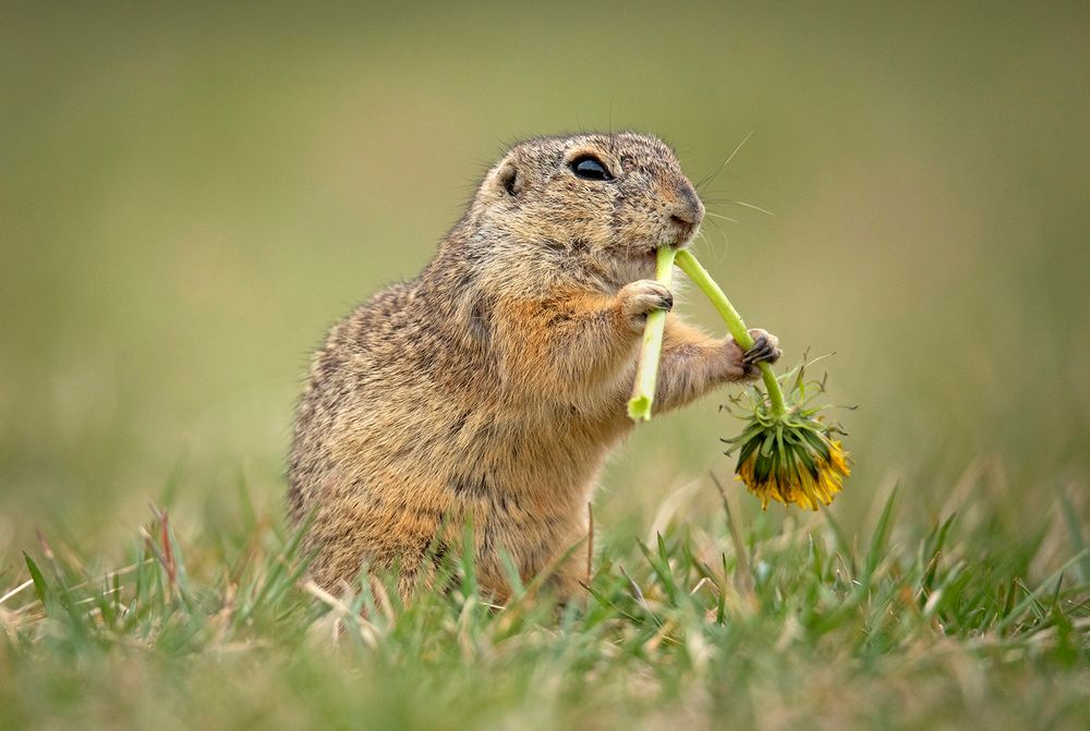 fressen Foto & Bild tiere, wildlife, säugetiere Bilder auf