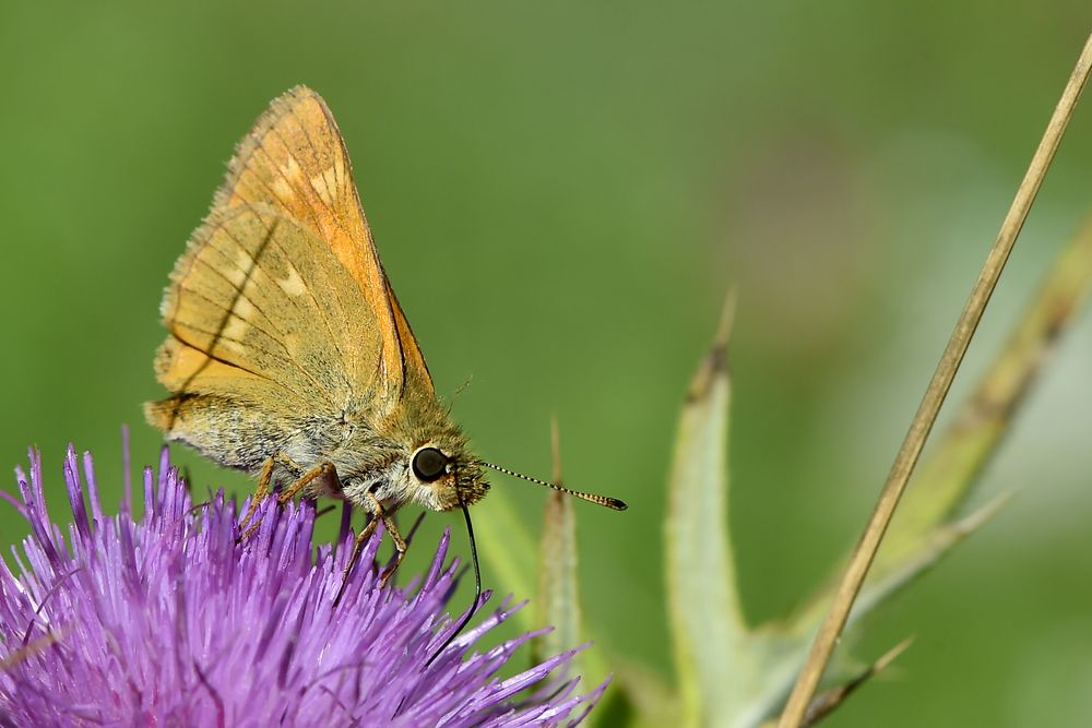 Fressen mit Streicheleinheiten