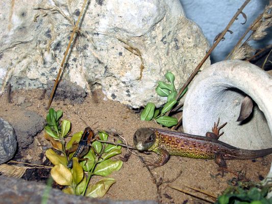 fressen und gefressen werden [2]