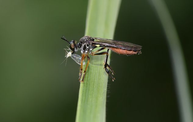 FRESSEN UND GEFRESSEN WERDEN ...