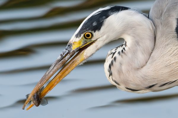 Fressen und gefressen werden