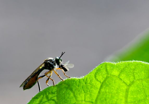 Fressen und gefressen werden....