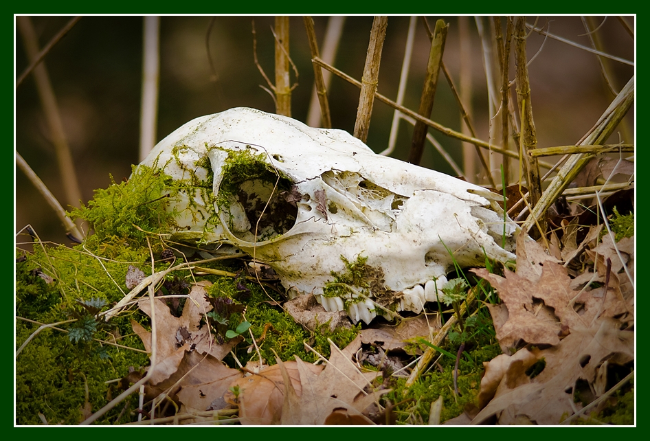 Fressen und gefressen werden.....das Gesetz der Natur