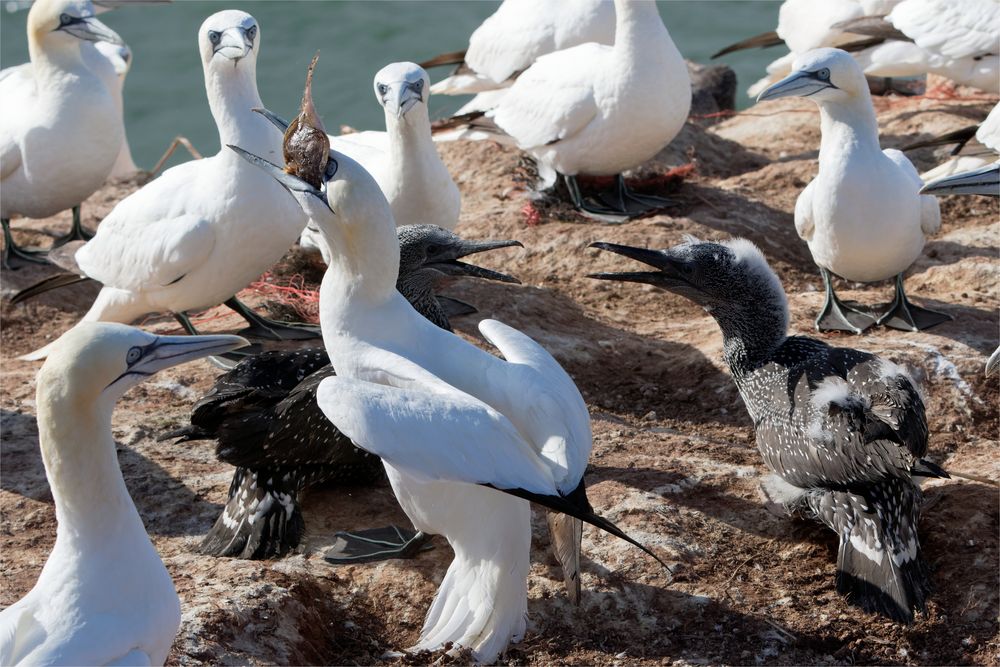 Fressen will gelernt sein...wenn zwei sich streiten...frisst es der Altvogel selbst wieder 