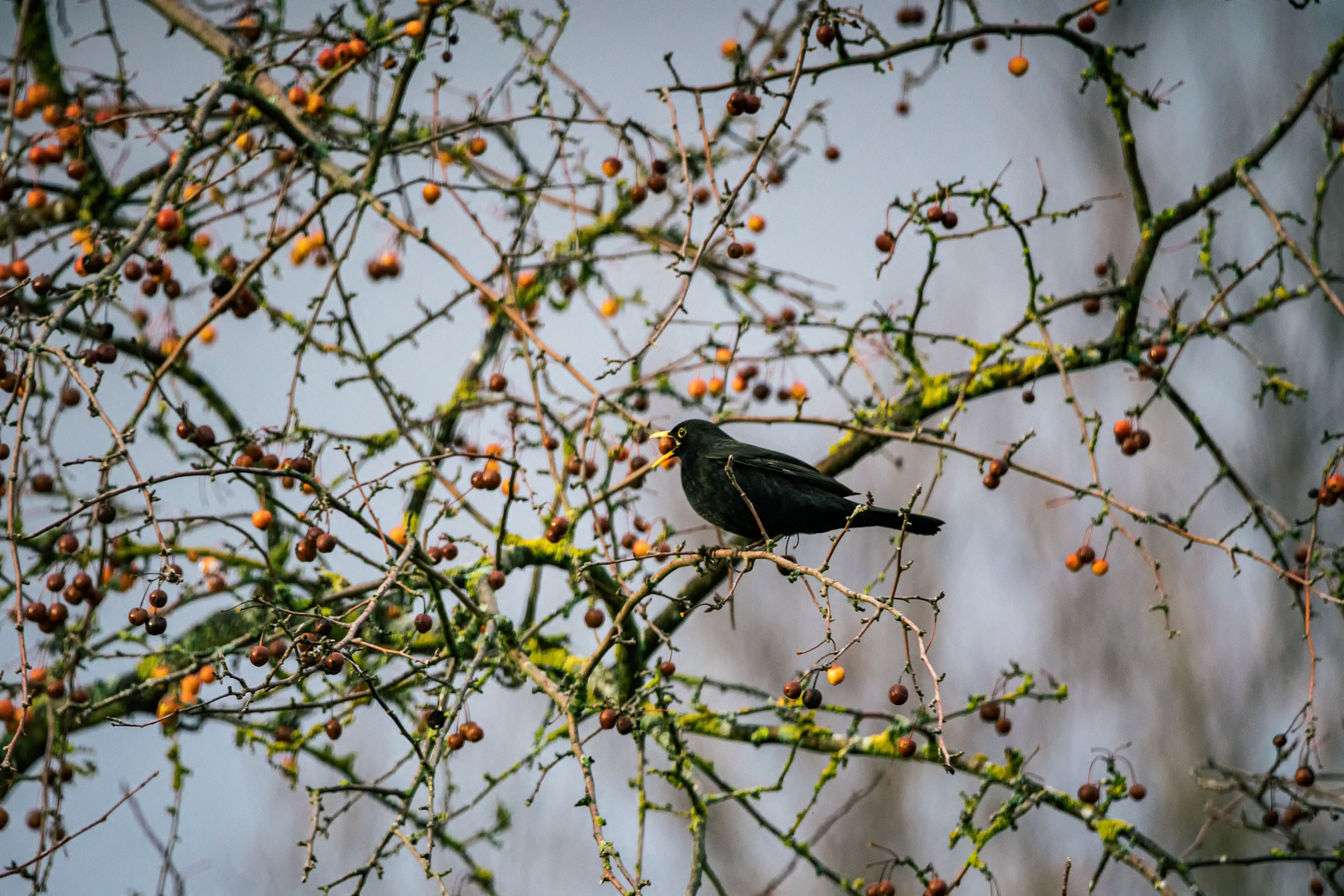 fressende Amsel mit Beere im Schnabel auf einem Vogelbeerenbaum