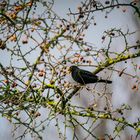 fressende Amsel mit Beere im Schnabel auf einem Vogelbeerenbaum