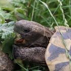 Fressende Griechische Landschildkröte