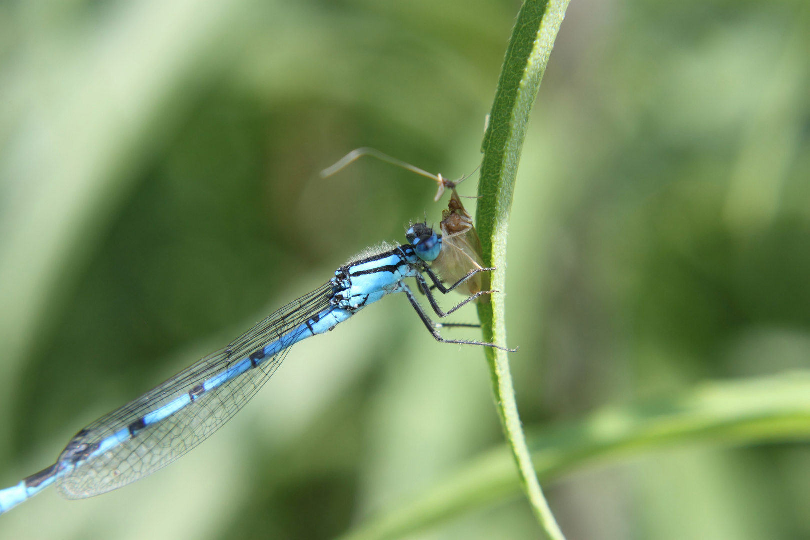 Fressende Libelle