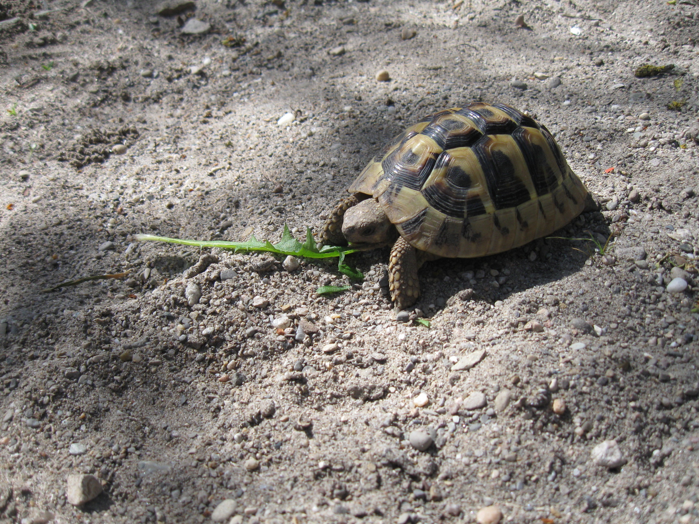 fressende Schildkröte