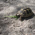 fressende Schildkröte