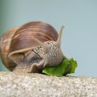 Fressende Schnecke 