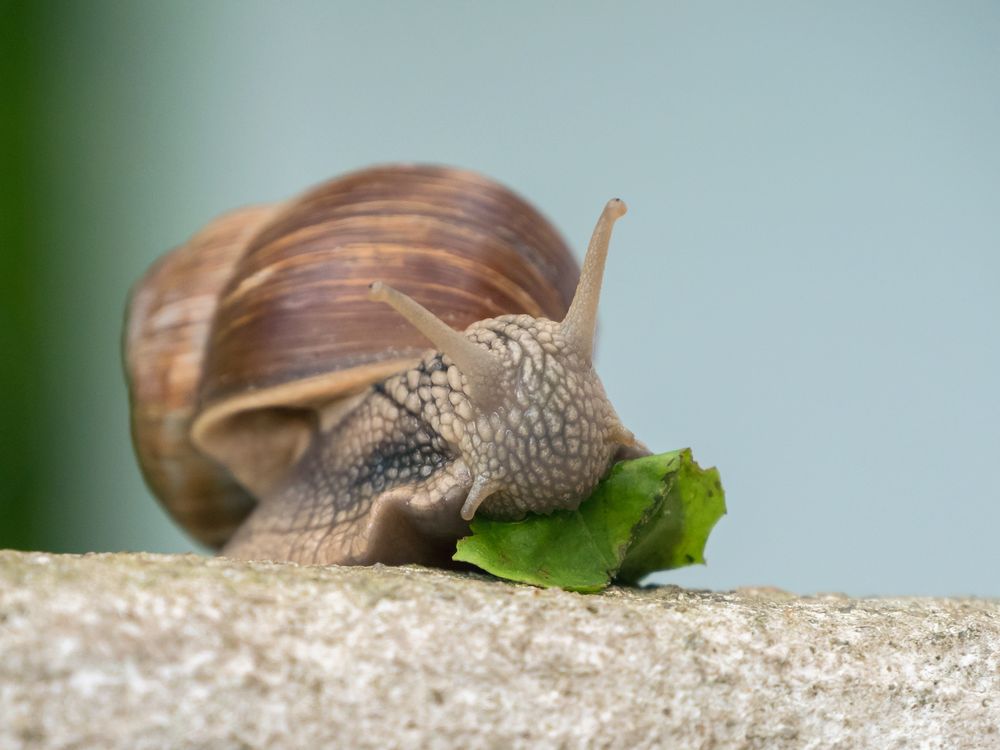 Fressende Schnecke Foto & Bild tiere, wildlife, naturmakros Bilder auf