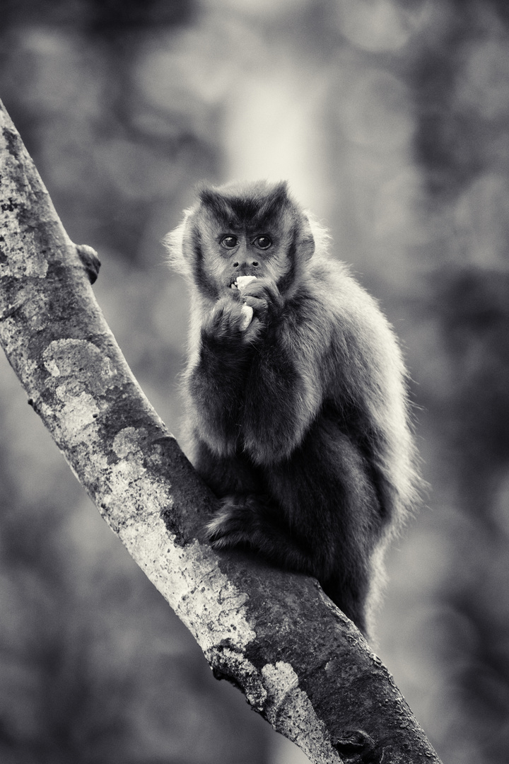 Fressender Affe in Schwarz Weiß