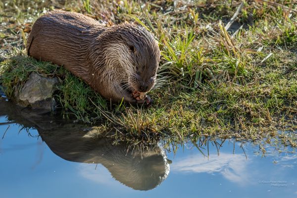 Fressender Fischotter 