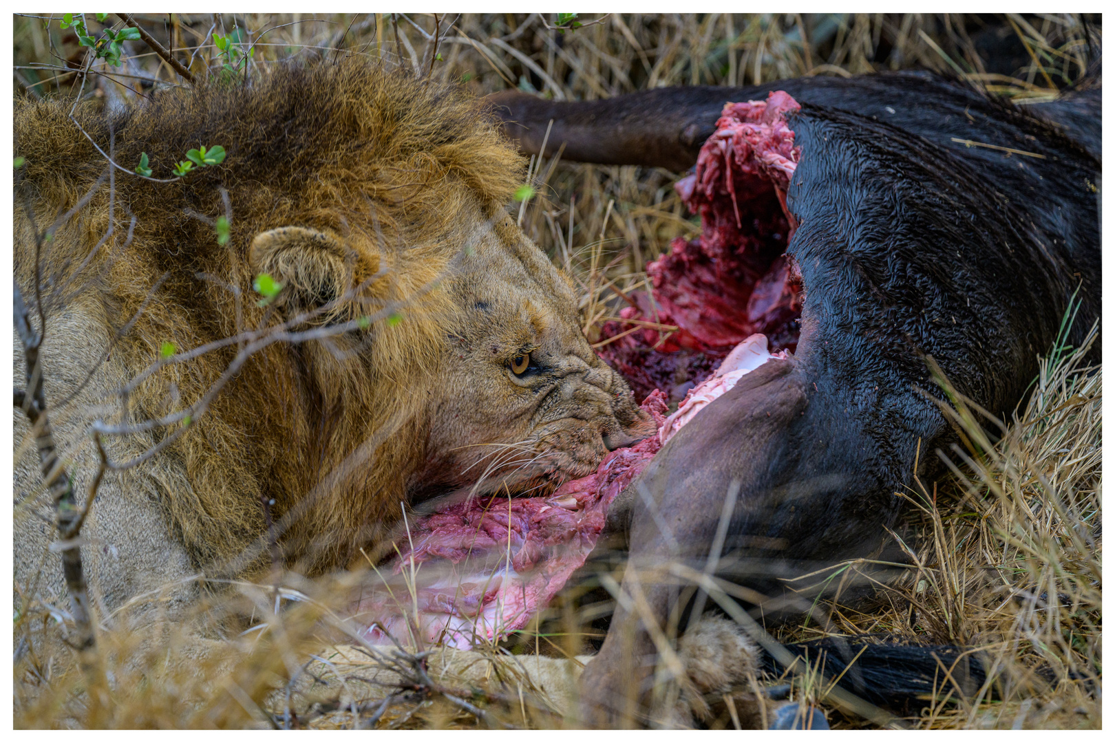 Fressender Löwe in Südafrika