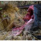 Fressender Löwe in Südafrika