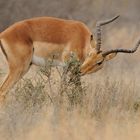 Fressendes Impala