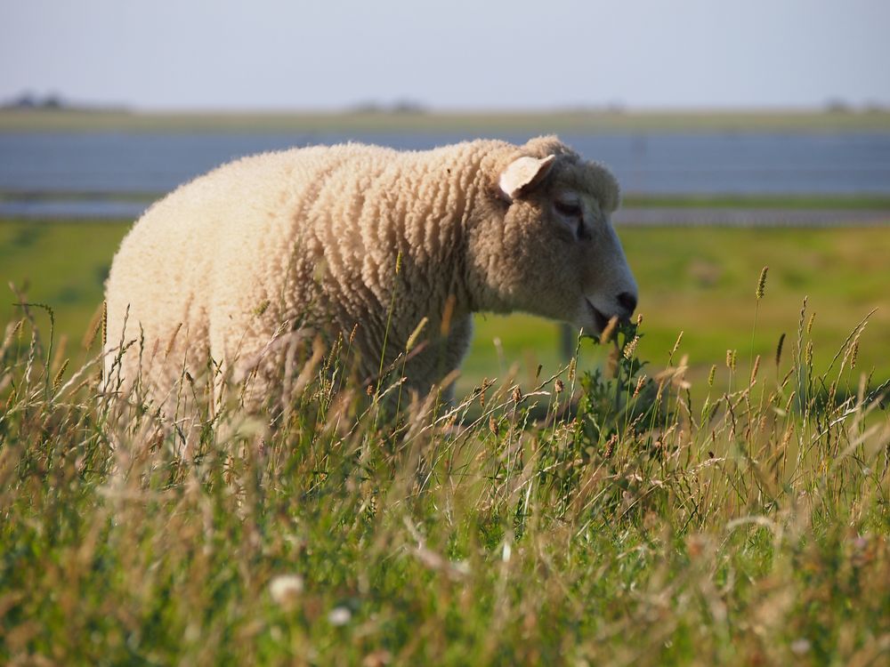 fressendes Schaf