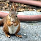 ... fressendes Starhörnchen mit Schlauch ...