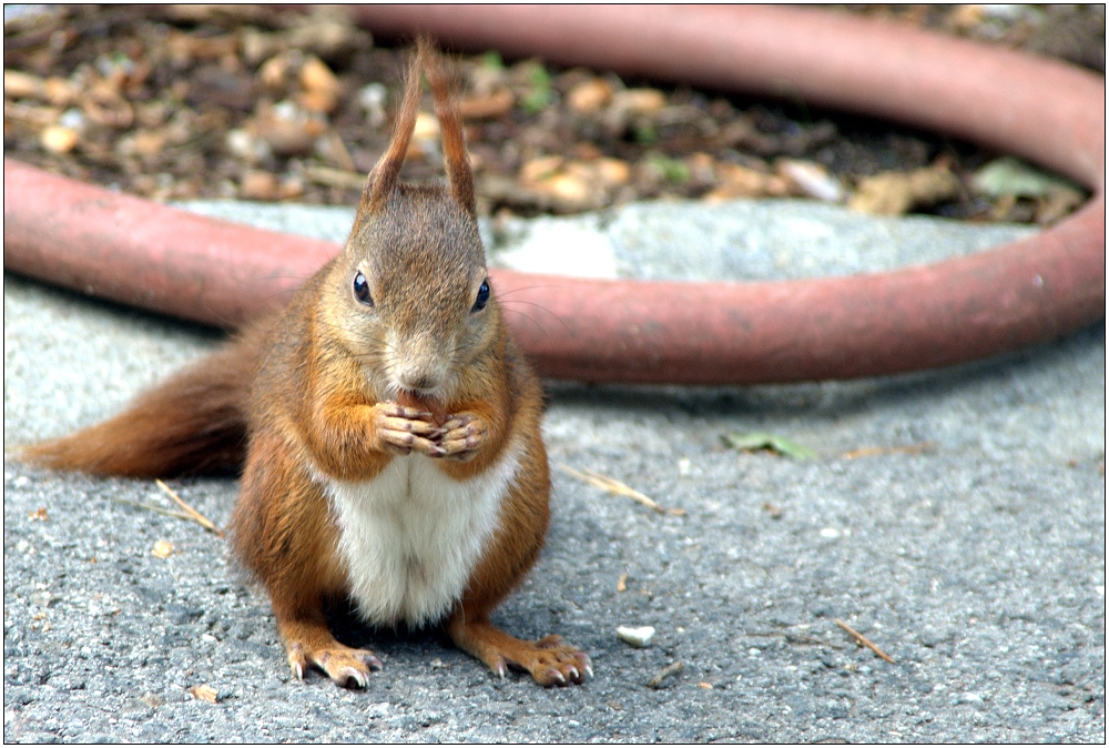 ... fressendes Starhörnchen mit Schlauch ...