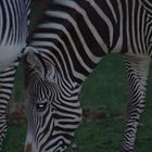 Fressendes Zebra