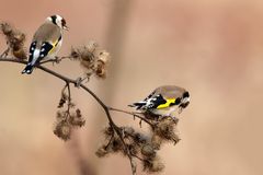 Fressgemeinschaft... Stieglitze 