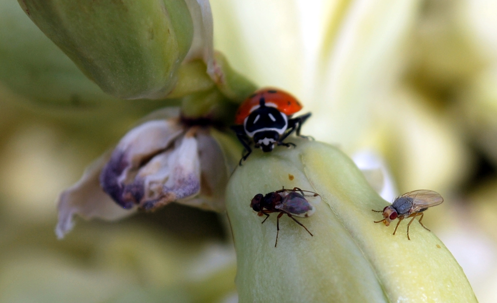 Fressgesellschaft