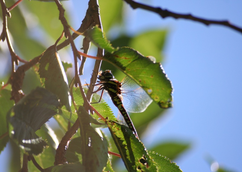 Fresspause im Baum