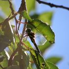 Fresspause im Baum