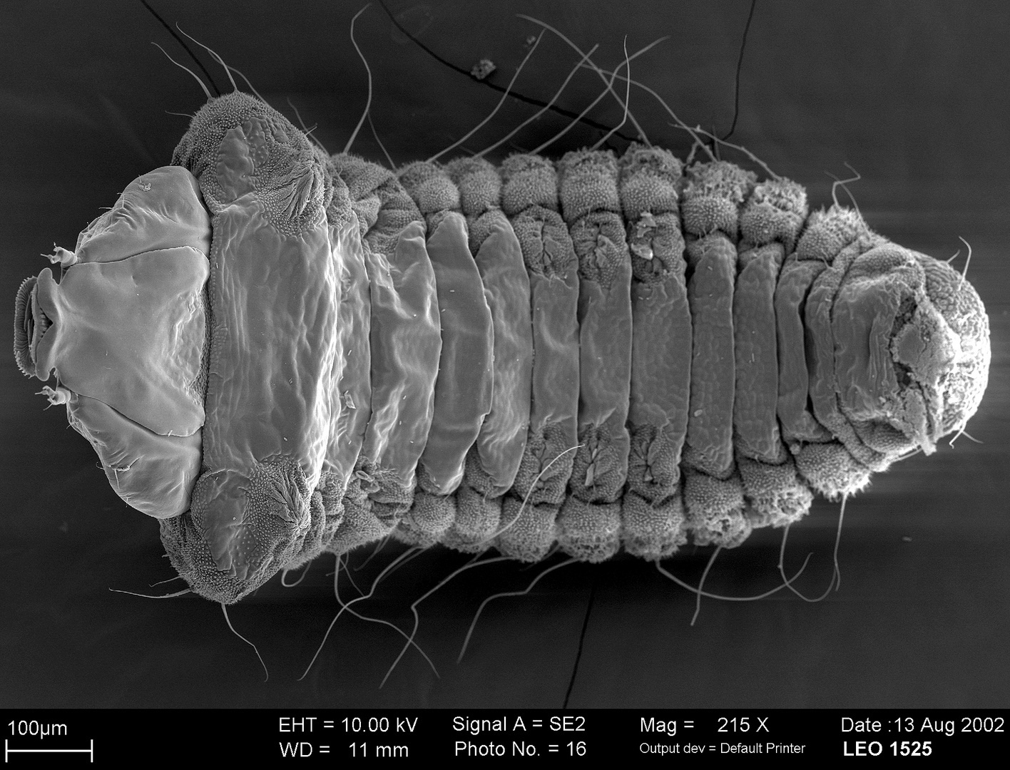 Fressraupe der Kastanienminiermotte (Cameraria ohridella), 2.Larvenstadium