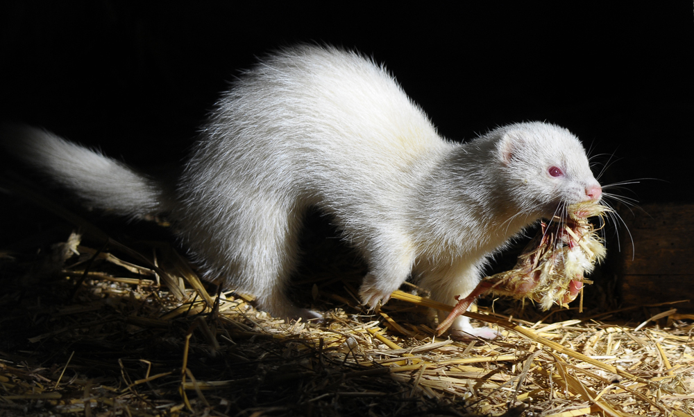 Frettchen (Albino)