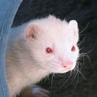 Frettchen (Albino)