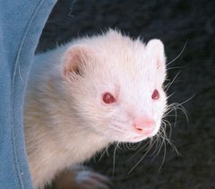 Frettchen (Albino)