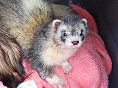 Frettchen im Bettchen... (Schnappschuss)