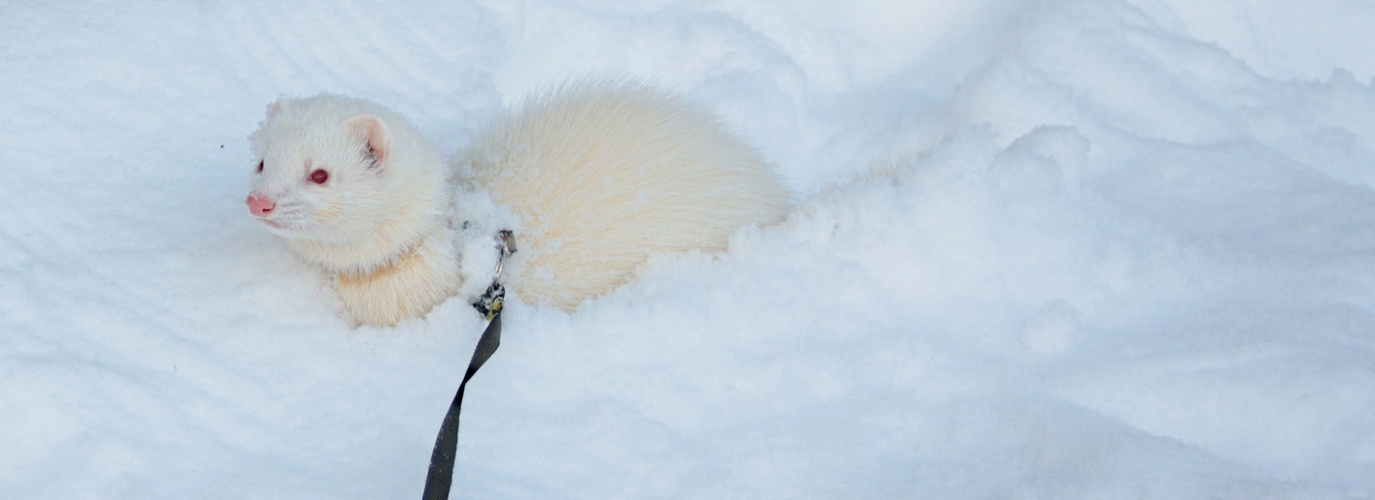 Frettchen im Schnee